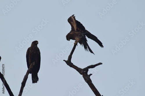 birds