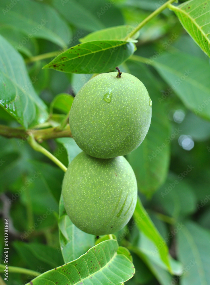 On a tree branch is a walnut that ripens with a green shell