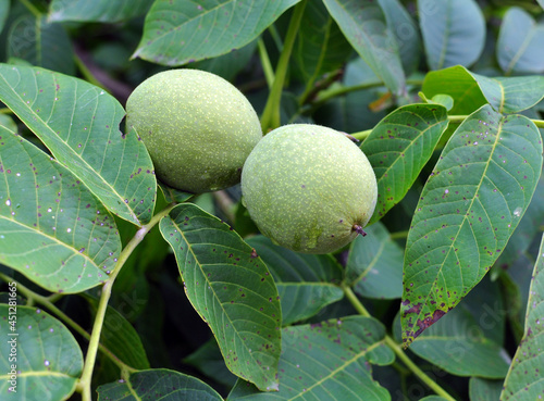 On a tree branch is a walnut that ripens with a green shell