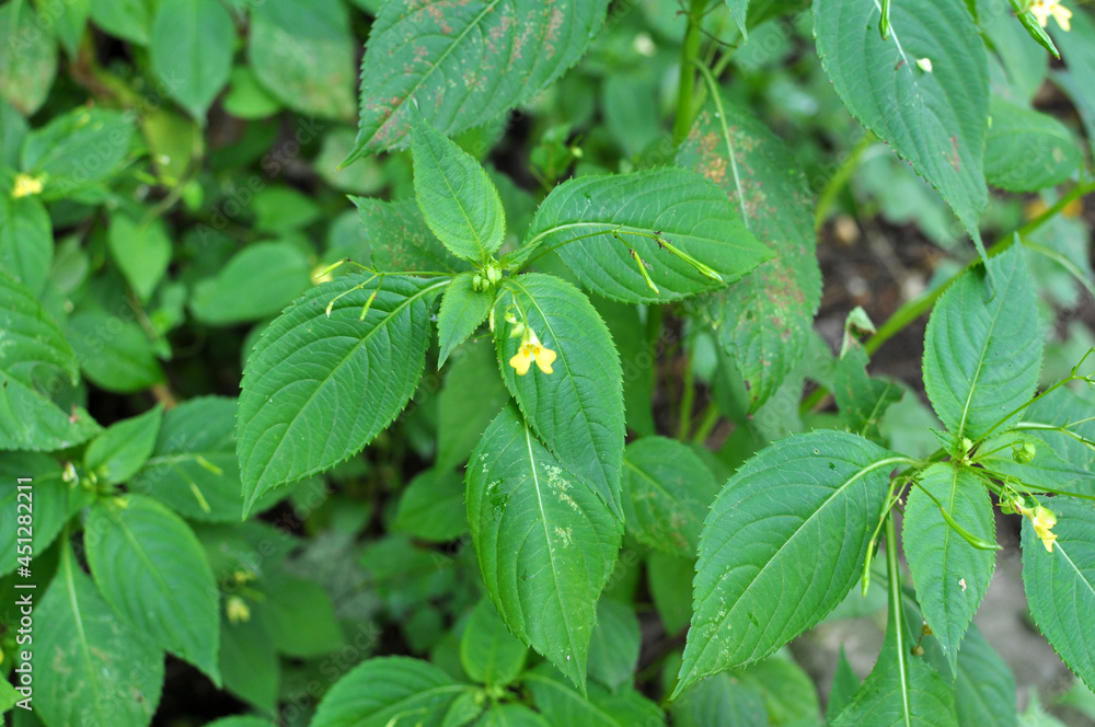 Impatiens parviflora grows in the wild Impatiens parviflora grows in the wild