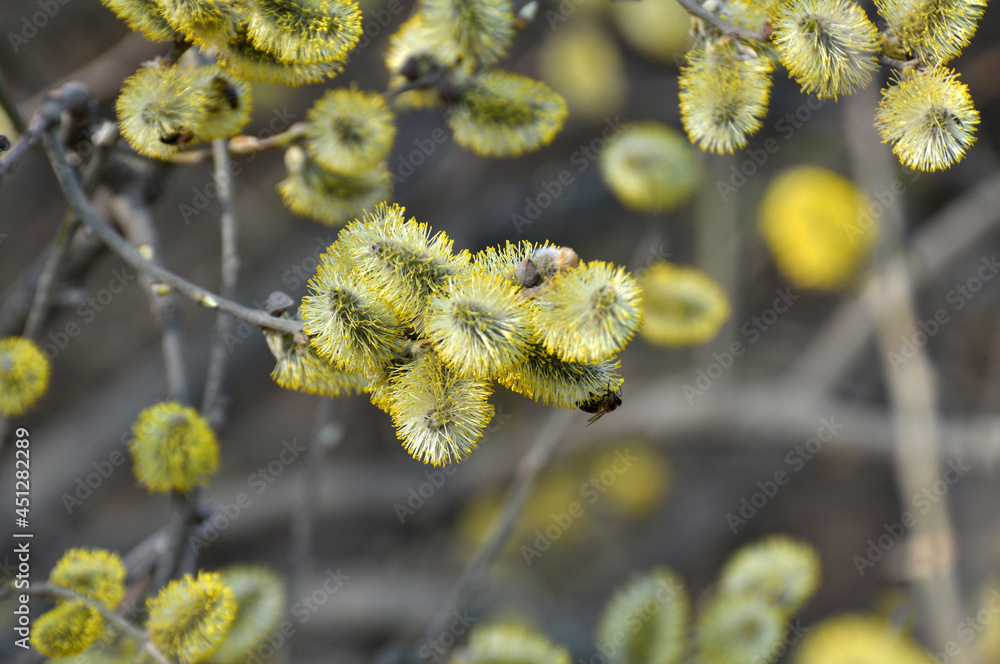 Flowering branch of willow (Salix caprea) Flowering branch of willow (Salix caprea)