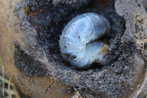 Larva of the May beetle eats potato. Common Cockchafer or May Bug inside potato. Melolontha.