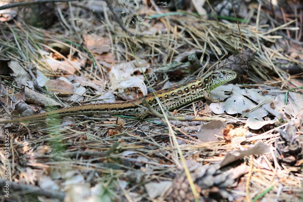 Jaszczurka zwinka (Lacerta agilis) w lesie Jaszczurka zwinka (Lacerta agilis) w lesie