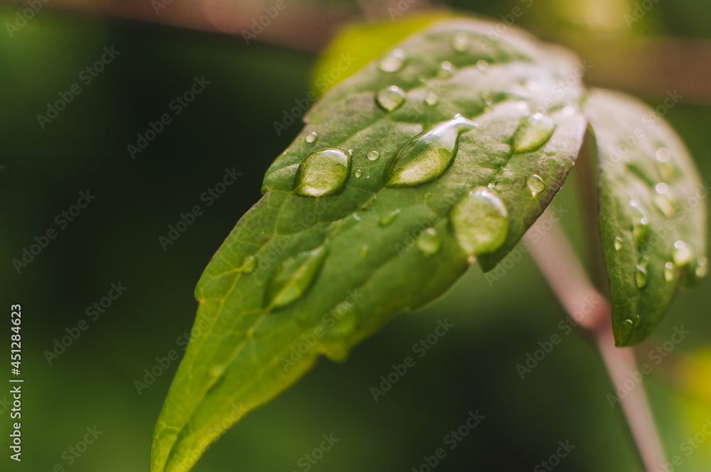 Close-up water drops after rain on a green leaf from a plant.