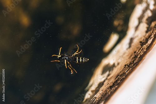 A small  drowned  exhausted dead  fighting for life  a wasp swims in the water.