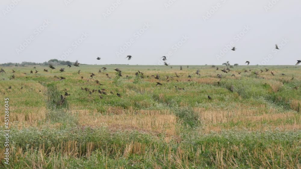 A huge flock of birds flies in a common heap across the sky and over the ground of the field A huge flock of birds flies in a common heap across the sky and over the ground of the field
