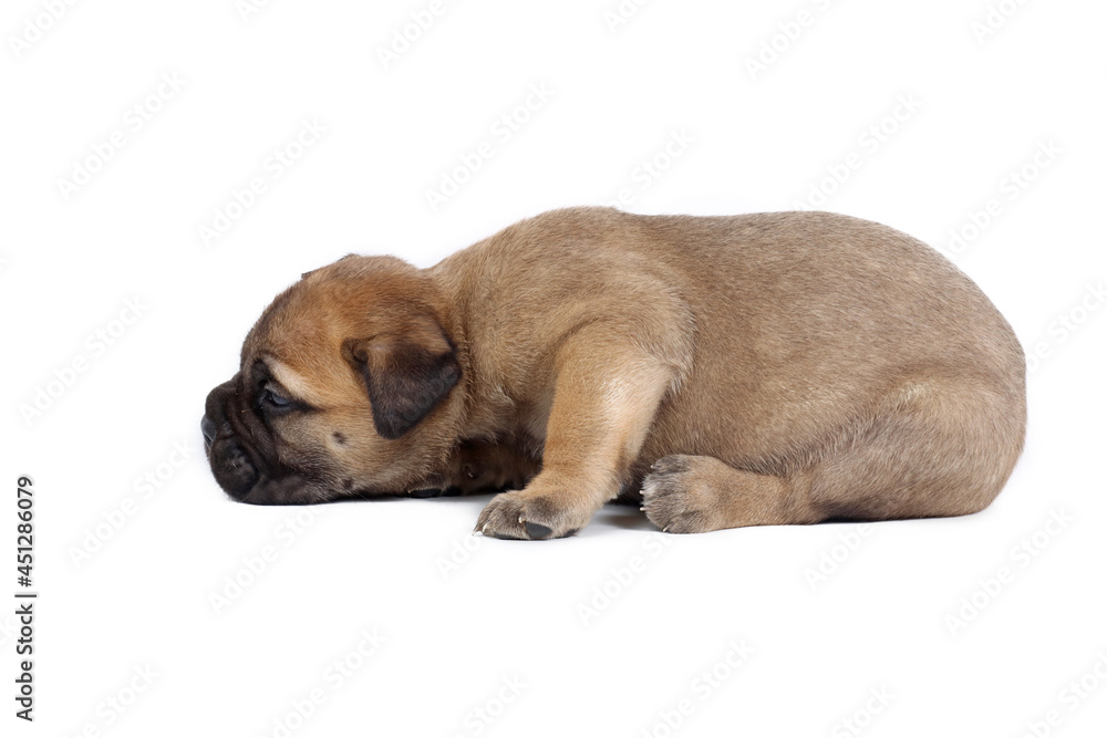very young puppy bullmastiff isolated on white very young puppy bullmastiff isolated on white