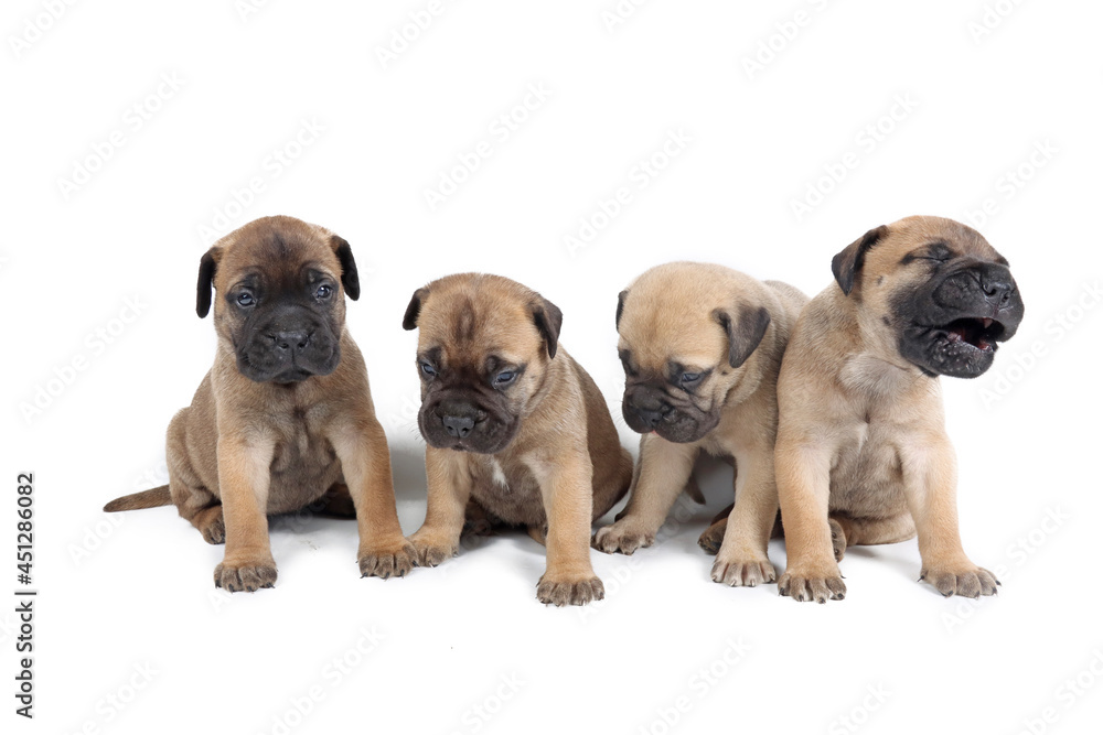 Obraz premium group of puppies bullmastiff isolated