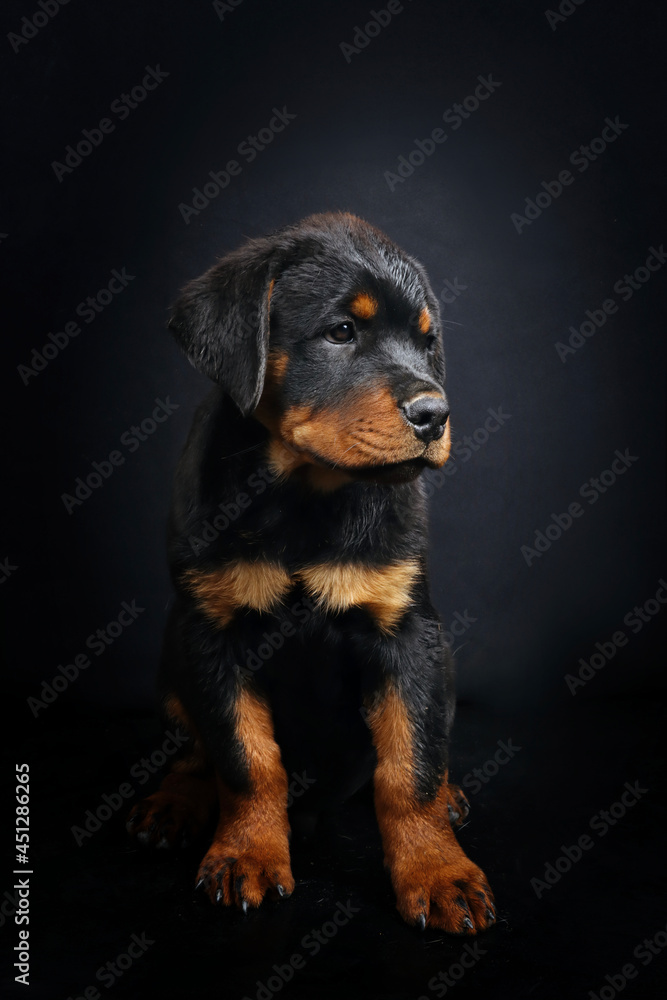 portrait of a puppy Rottweiler 