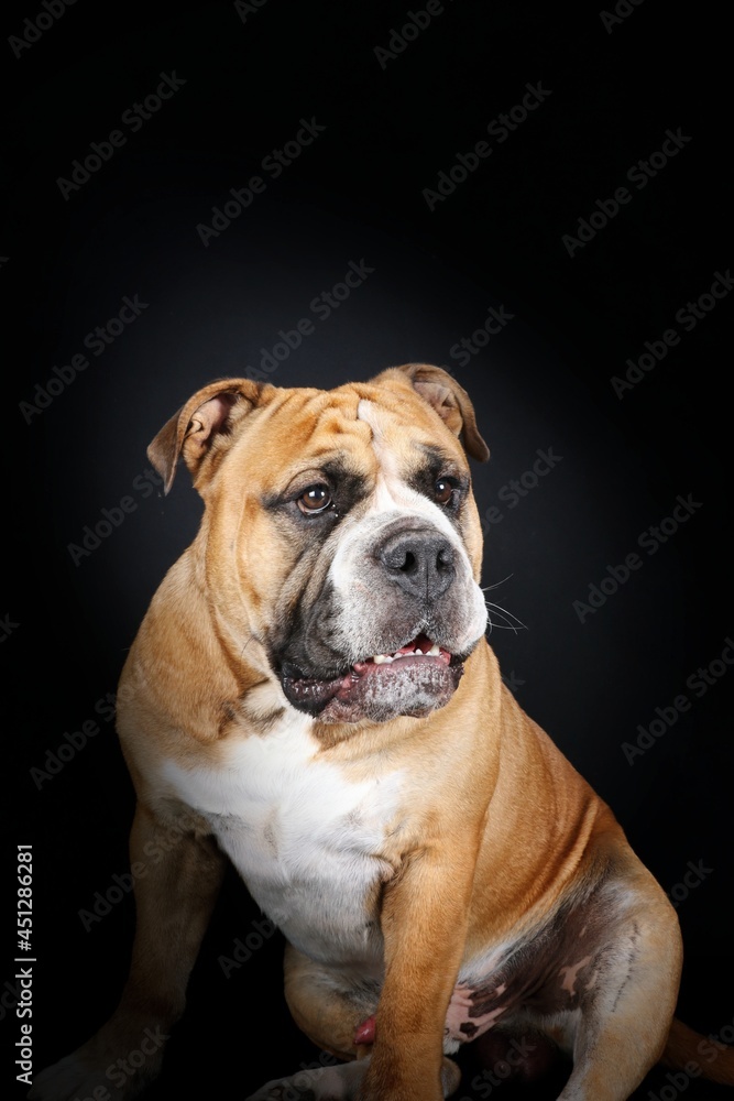 portrait of English continental bulldog isolated on black