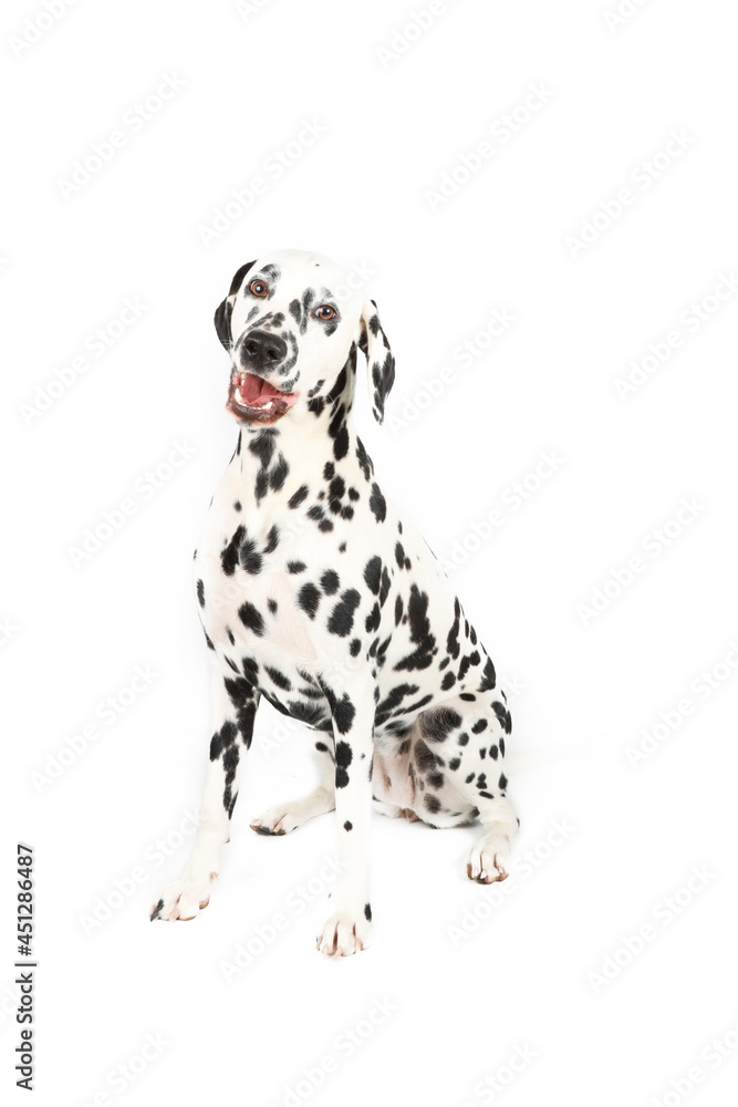 dalmatian dog isolated on white dalmatian dog isolated on white