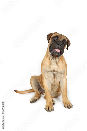 bullmastiff puppy sitting