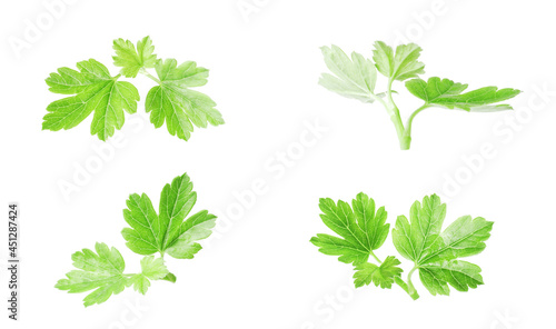 set of green leaves on a white background