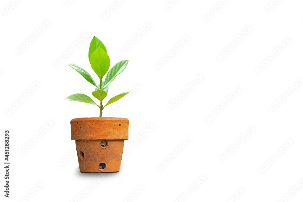 Fototapeta premium Small tree in terracotta pots isolated on white background.