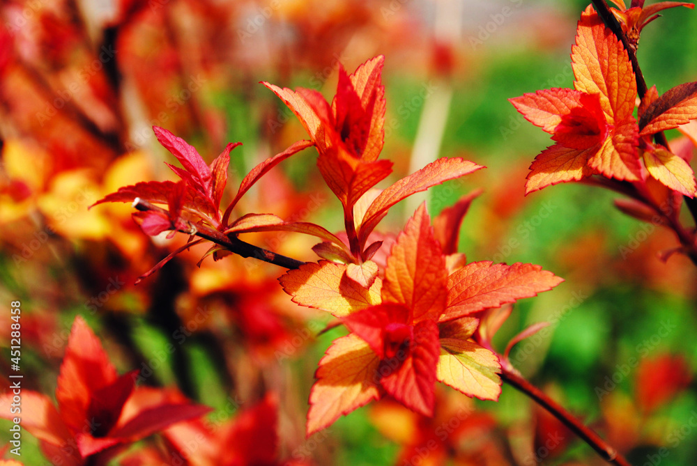 red maple leaves in autumn red maple leaves in autumn