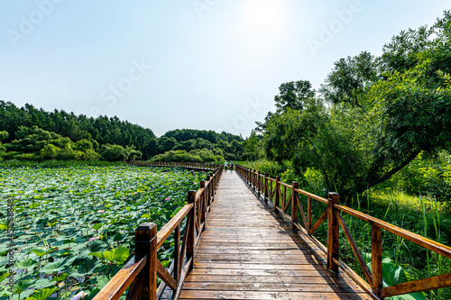 The scenery of Jingyuetan National Forest Park in Changchun  China with lotus blooming