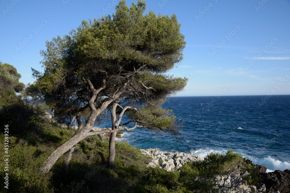 arbre au bord de la Méditerranée