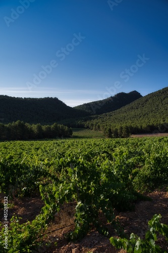 vineyard landscape.