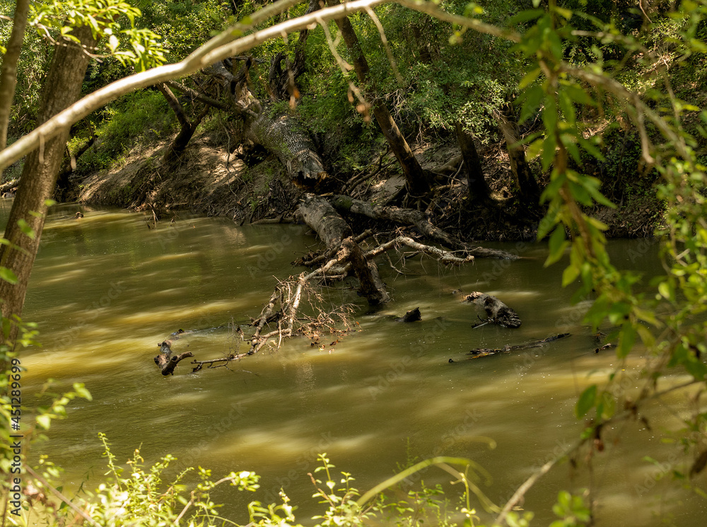 Obraz premium fallen tree in the river