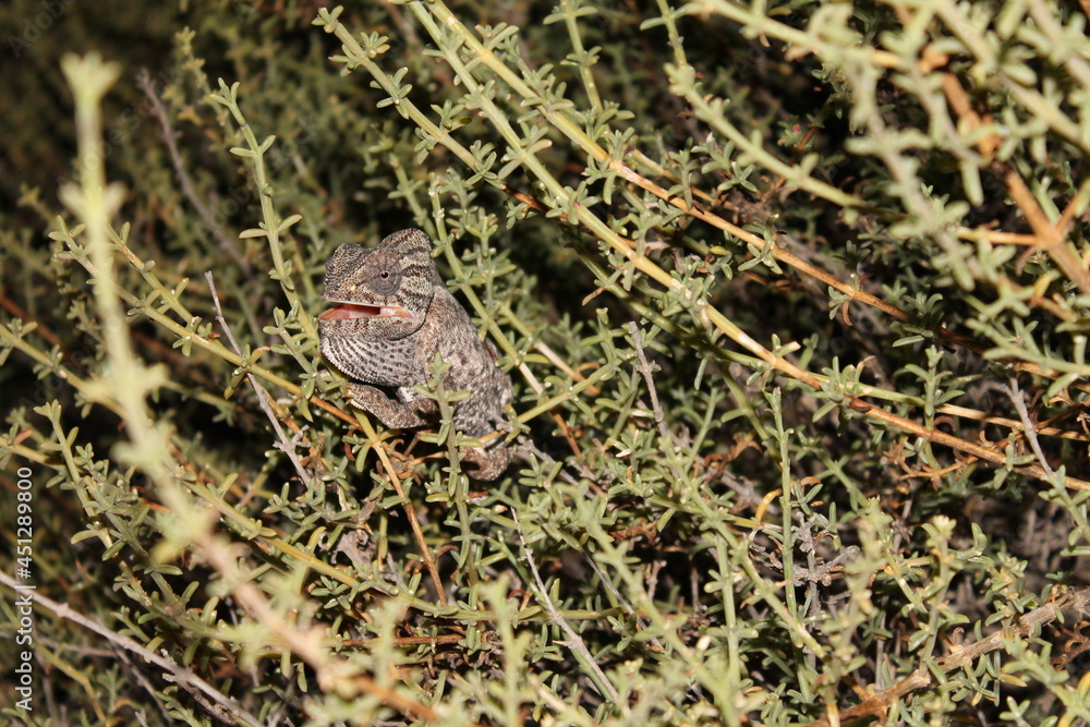 Wildes Chameleon Wildes Chameleon