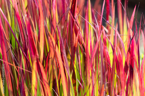 Imperata Cylindrica - Japanese Blood Grass 'Red Baron'