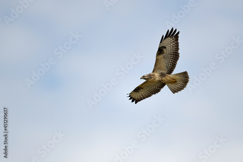flying Common Buzzard // fliegender Mäusebussard (Buteo buteo) © bennytrapp