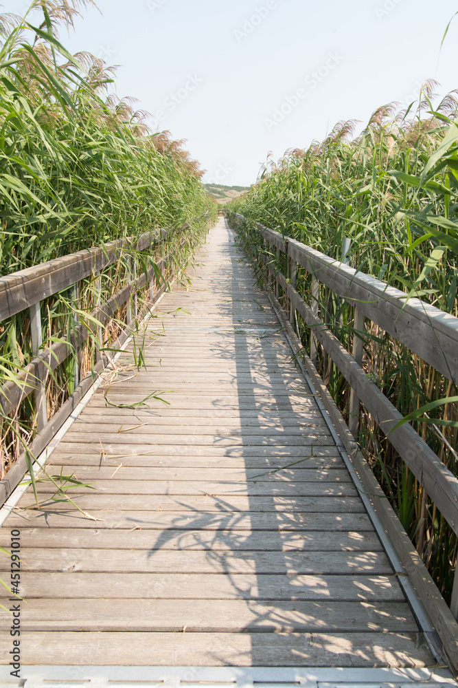 wooden boardwalk with tall green grass on each side