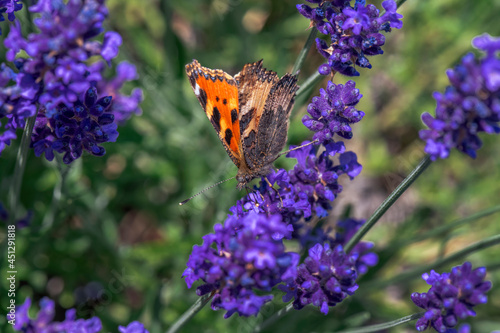 Ein kleiner Fuchs Schmetterling auf einer Lavendelblüte makro