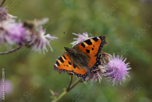 Kleiner Fuchs Schmetterling auf Distel Blüten, Aglais urticae © darknightsky