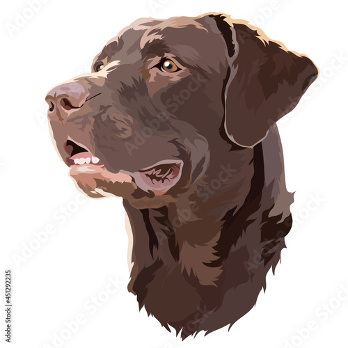 Head Brown  Labrador Retriever Vector Illustration