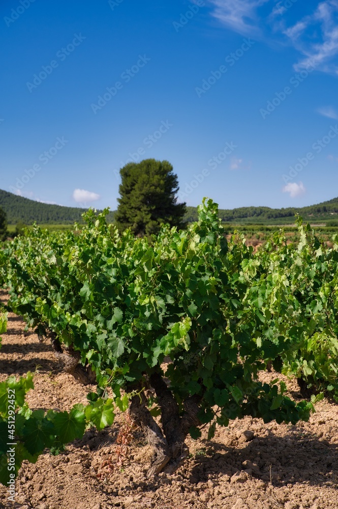 landscape of vineyards in bullas, murcia, spain.