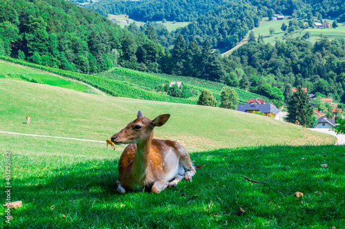 Closeup of deer on the green field. Deer farm in Olimje, Slovenia. photo