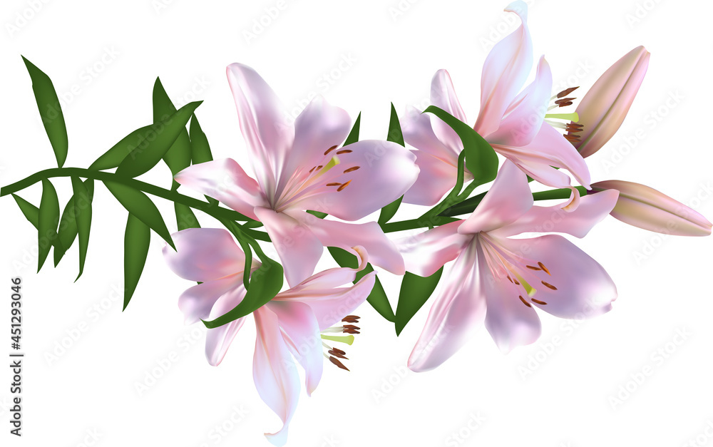 four blooms isolated lily pink flower on white