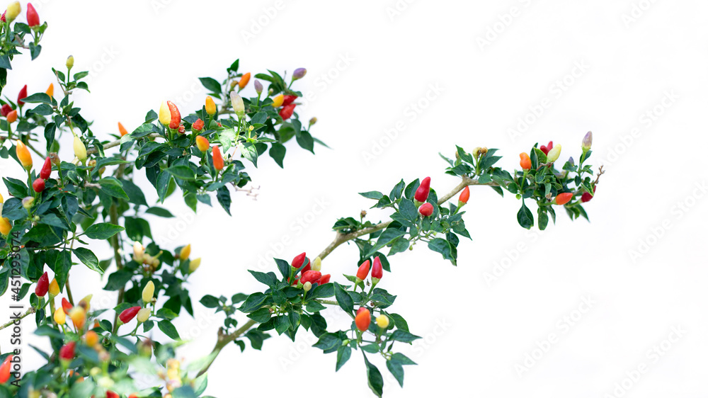 red hot chilly pepper flowers