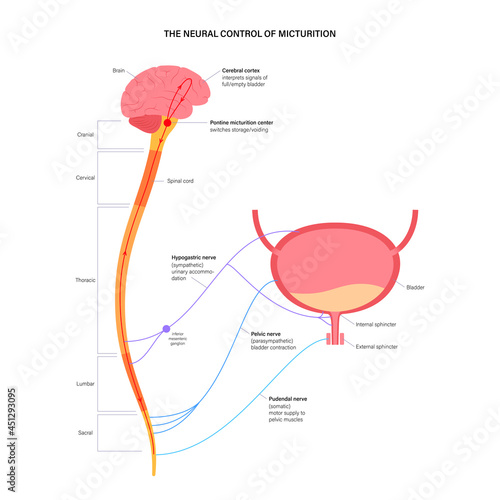 Micturition neural control