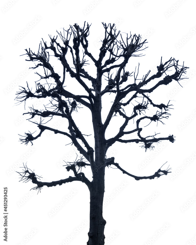 winter large bare dark isolated tree