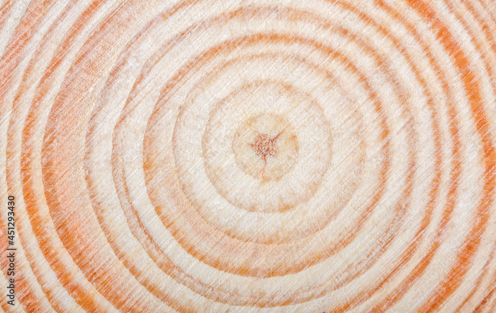 light and dark brown wood rings macro light and dark brown wood rings macro
