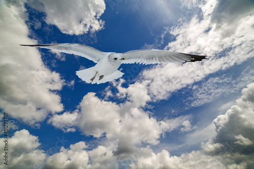 white seagull in sky with clouds