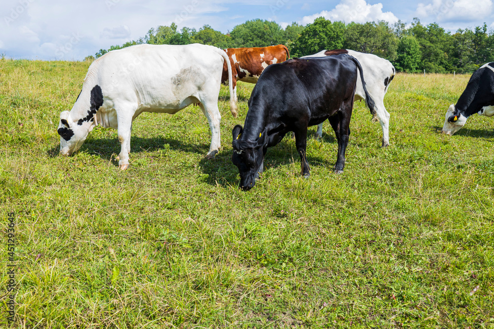 Beautiful colorful view of cows on pasture on sunny day. Sweden. Beautiful colorful view of cows on pasture on sunny day. Sweden.