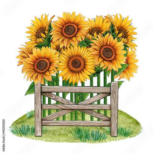 sunflower garden with rustic fence