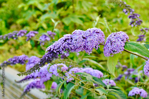 Tableau sur toile Closeup of butterfly bush in summer, England, UK