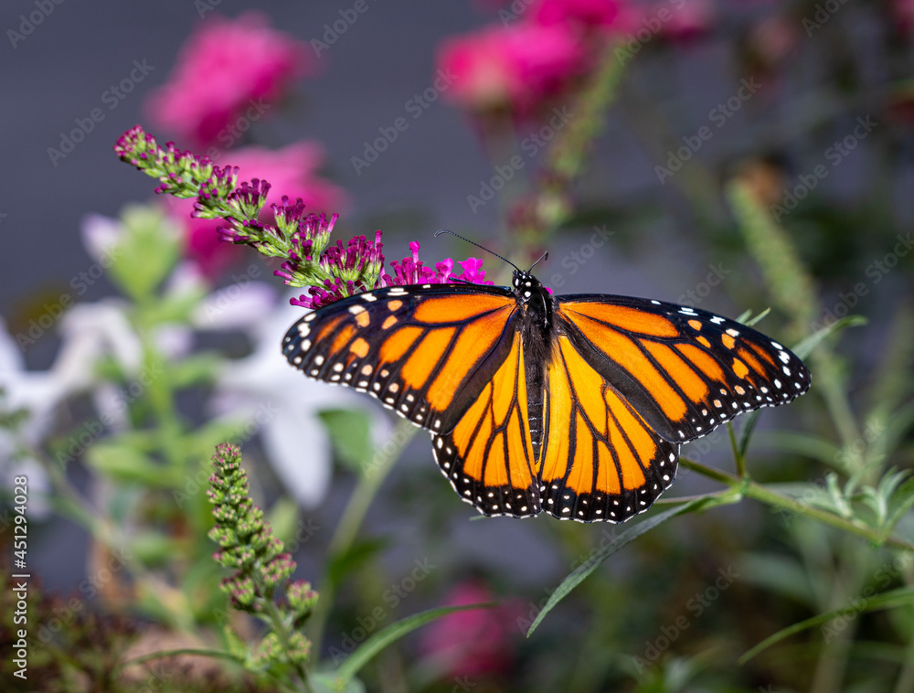 Naklejka premium Beautiful orange and yellow monarch butterfly feeding on the plants in a domestic garden