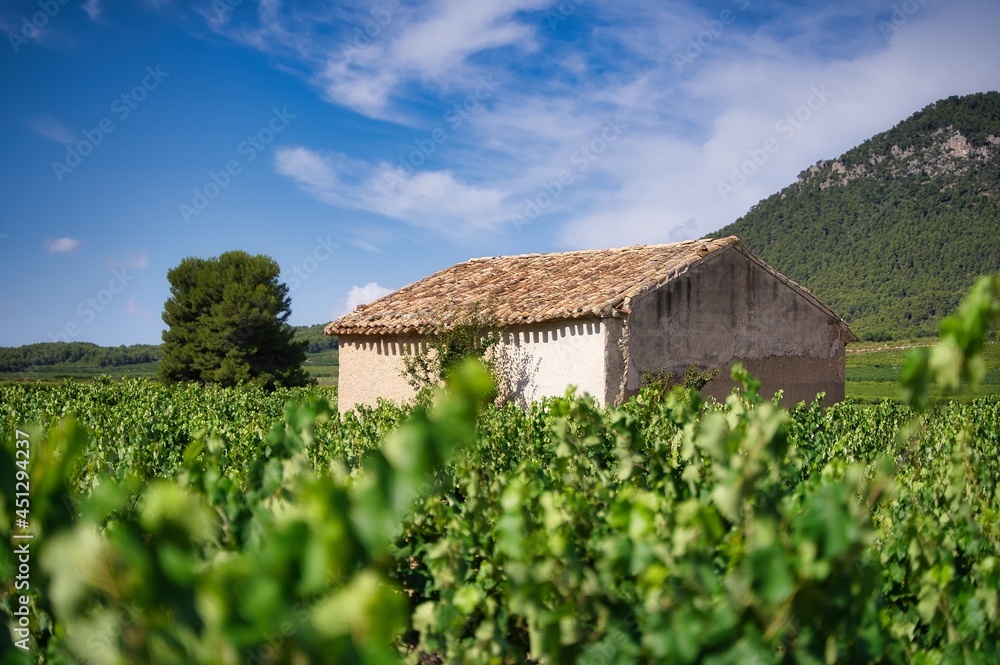 landscape of vineyards in bullas, murcia, spain. landscape of vineyards in bullas, murcia, spain.