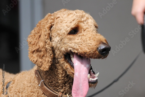 Happy Apricot Red Standard Poodle