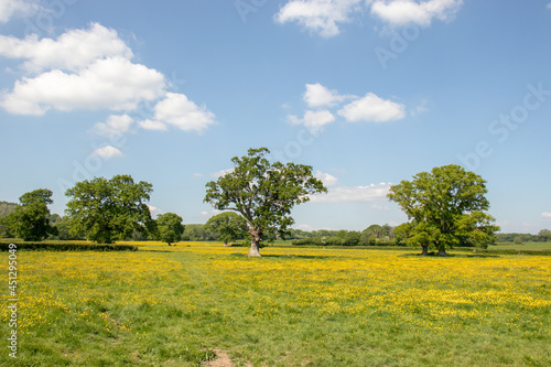 Old oak tree in a field of summertime buttercups.