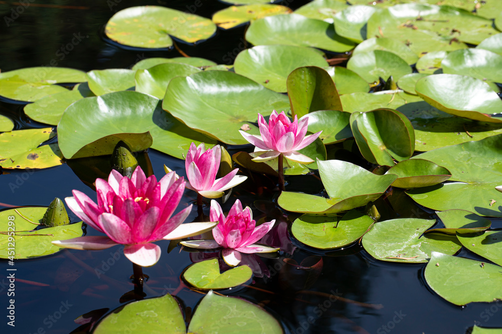 pink water lily