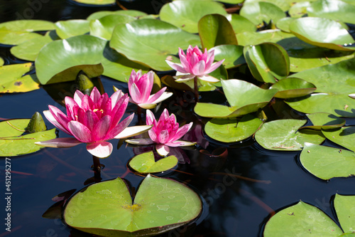 pink water lily