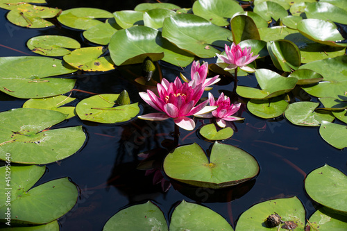 pink water lilies