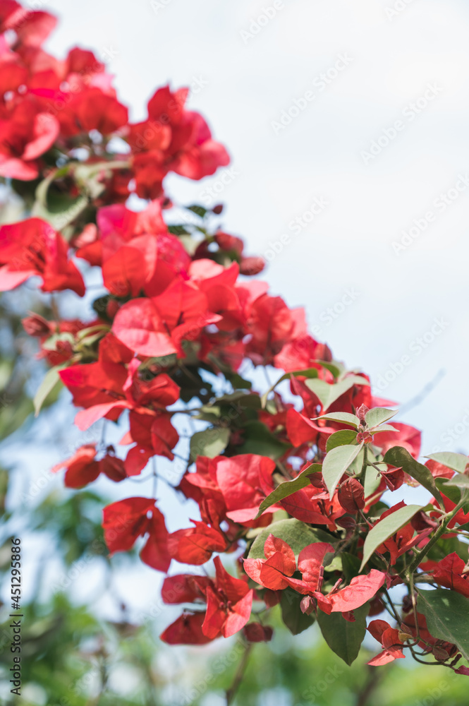 Close-up of branch of tree with bright pink Bougainvillea flowers. Beautiful nature background. Blossoms.