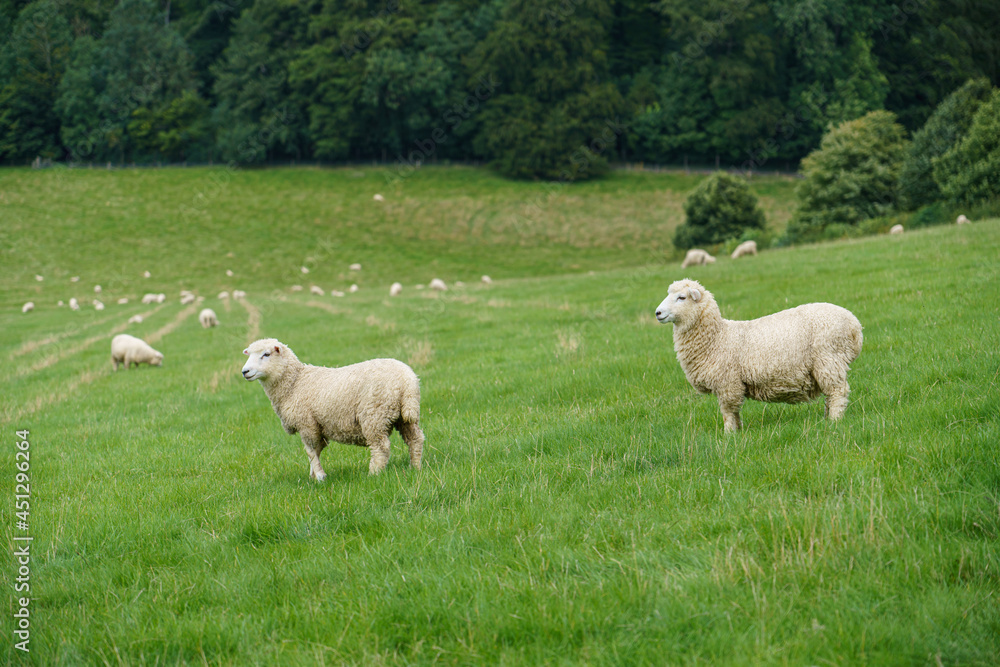 Romney marsh (Kent) mature lamb sheep out to pasture Romney marsh (Kent) mature lamb sheep out to pasture